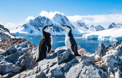 Penguins in Antarctica, emission control area