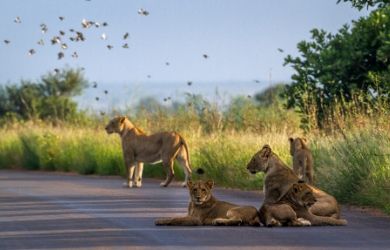 Lions in Kruger National Park